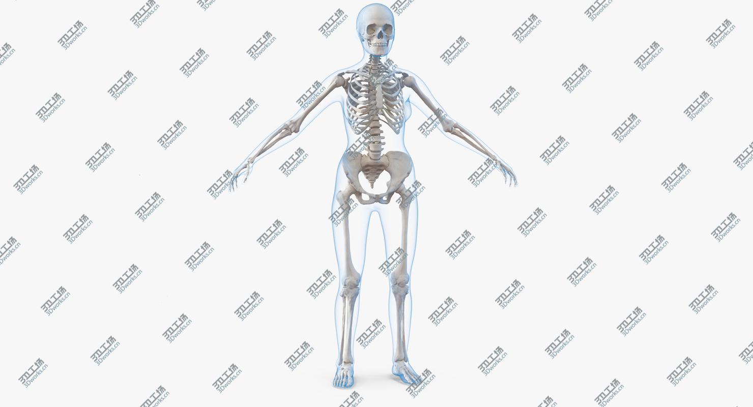 images/goods_img/2021040231/3D Female Body with Skeleton/2.jpg